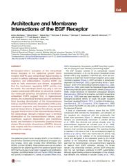 Arkhipov et al_2013_Architecture and Membrane Interactions of the EGF Receptor2.pdf