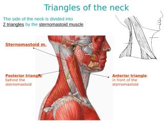 (2) triangles of the neck.ppt